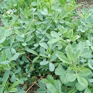 5斤苜蓿芽陕西新鲜食用苜蓿菜苜蓿嫩芽头茬苜蓿现摘现发