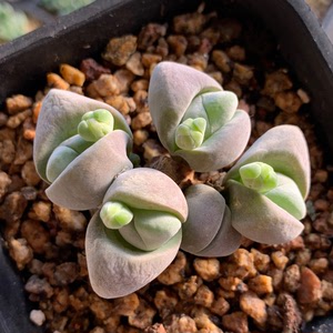 无比玉老桩多肉植物