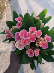 粉色虎刺梅/铁海棠,新品种 粉蝶,带花发货品种有保证.有两种