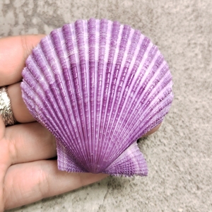 (已预订)华贵类栉孔扇贝～国产高品～稀有紫色