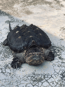 佛杂 大小杂 大鳄 gold 大鳄龟 鳄龟 佛鳄 非中美 大