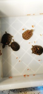 a291024417淘宝红面蛋龟宠物观赏活体深水龟进口龟苗乌龟鱼缸招财红