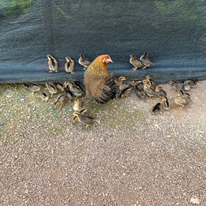 海南白耳原鸡种蛋