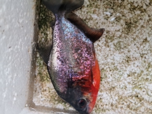 000人付款淘宝红钻水虎鱼nirvsikai同款货源450.