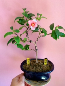 茶梅盆景日本