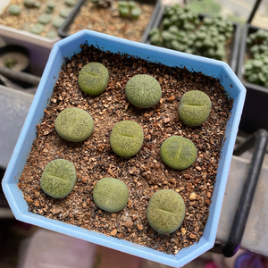 生石花 绿一箭之遥 灵耀x紫薰 2年株 一盆 多肉绿植物