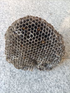 野生大马蜂窝蜂床蜂巢