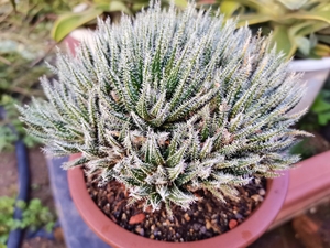 碧琉璃姬孔雀十二卷多肉唐朝多肉阳台卧室客厅绿植花卉,300非