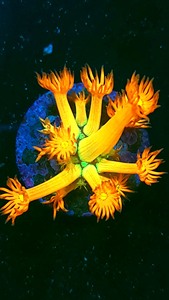 正彩单珊瑚 正彩单包珊瑚 正彩单孢珊瑚 红单包 彩单苞 马卡