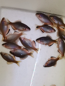 00依必郎旗舰店天猫广齐鳑鲏广东齐