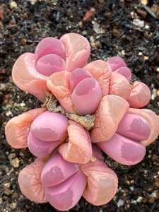 红大内,生石花群生母本,25一头感兴趣的话点"我想要"和我私