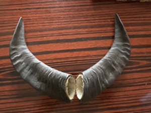 黑山羊角.可做家居摆件,保健功能自行百度,一对40元.支持同