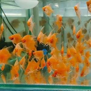 红魔鬼神仙鱼燕鱼净版无黑斑热带观赏鱼燕鱼德系红魔鬼