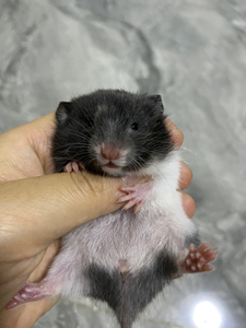 短毛金丝熊奶牛熊黑熊,学名叙利亚仓鼠.