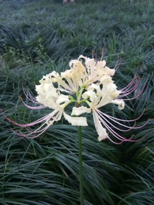 带花苞的彼岸花种球,曼珠沙华石蒜,换锦,忽地笑,白色稻草石蒜