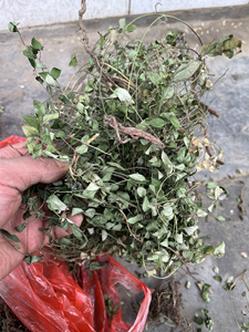 伏牛山勒马回小叶子来马回250g瓜子金 草乱马回 辰砂草中药