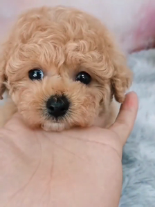 纯种奶油泰迪犬韩系香槟色泰迪幼犬宠物狗小体泰迪训练贵宾