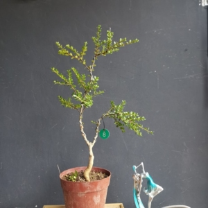 鱼鳞木珍珠黄杨