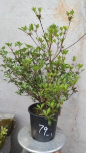 超级大菊姬,日本皋月杜鹃:菊姬.一图一拍带盆发货.花友放个漏