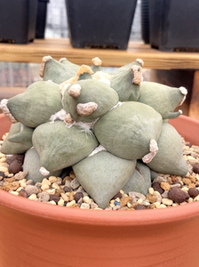 丸叶青瓷牡丹 疣变体  实生仙人球 日本输入  收藏级 3月