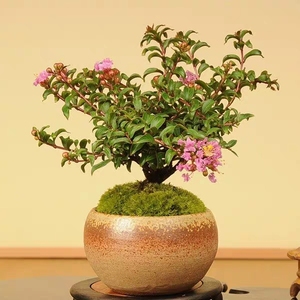 老桩紫花姬紫薇2年苗，日本微型盆景素材，枝干粗壮，苗形靓丽，