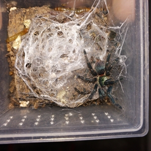 巴西蓝丝绒捕鸟蛛 4cm大苗还看不出来公母,图2是长大后