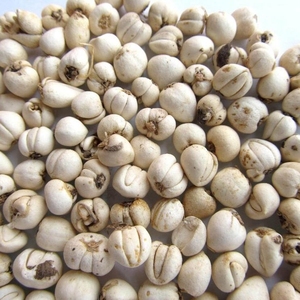 野生川贝母阿坝