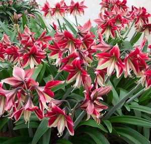 以色列朱顶红红宝石之星,花大色艳,暂时没有球.