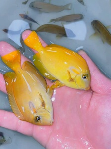 黄一字吊    海水鱼 渔场直发