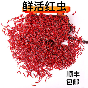 红虫鲜活小虫