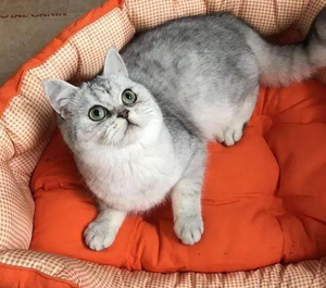 【建成猫】建成猫品牌,价格 - 阿里巴巴