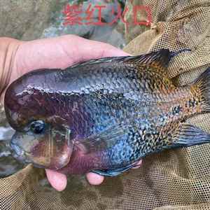 大尺寸美鲷紫红火口鱼风水鱼发财鱼中大型热带观赏鱼活体