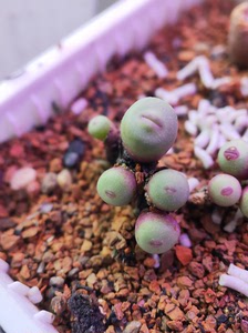 红嘴肉锥 嘟嘟嘴 小红嘴1380b