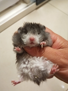 特价出黑波利金丝熊,家养极品黑波利,绵羊卷,背线清晰,短嘴包