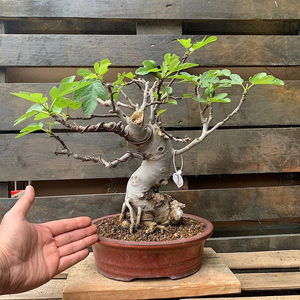 xy980897389818淘宝无花果老桩盆景(布兰瑞克)0人付款8800.