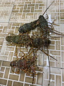 湛江鲜活大龙虾青龙虾花龙虾青龙仔花龙仔油龙虾海鲜野生小青龙虾