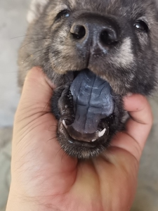 广西土猎犬,虎斑犬,霸气十足,全黑舌头,大屁眼,虎头猫耳,大