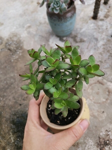 000人付款淘宝多肉植物小天狗老桩群生,特别萌的一款多肉,喜欢的联系
