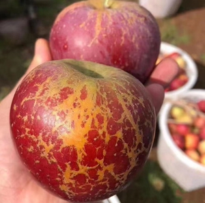 9秒10斤】正宗四川大凉山丑苹果冰糖心野生当季新鲜红