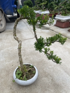 文人桩,雀舌黄杨盆景,带原盒原土包邮发货