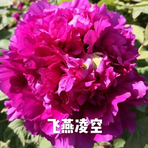 飞燕凌空,3分枝29.9,太空牡丹,紫红色品种,花大色艳,起