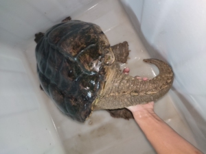原种北美公(北美鳄龟佛鳄中美鳄大鳄)39公分龙尾公,指甲有磨