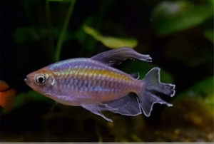 刚果美人,5-7亚成体,15一条,图二为成鱼成鱼发色漂亮,成