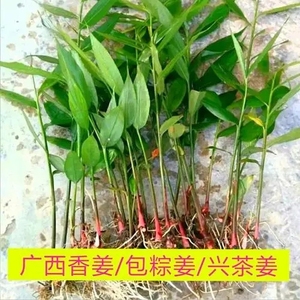 5棵包邮包邮 广西特产小山姜兴茶姜特香姜草果反季秋