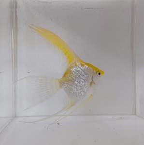 燕鱼观赏鱼,热带鱼. 实物拍摄,头尾3到4厘