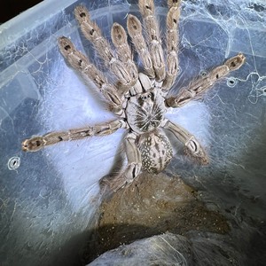 多哥星团巴布5～7厘米小母小公