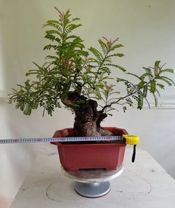 小叶红芽清香木