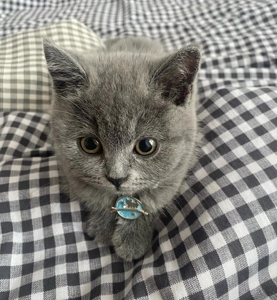 纯种蓝猫幼猫英短矮脚宠物猫猫咪活物活的可爱小奶猫蓝猫幼宠活体
