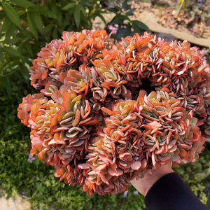 多肉植物高莎之翁红孔雀缀化一物一拍所见即所得