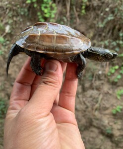 外塘公草龟,底板看出来已经开始墨化迹象,全品指甲锋利挖人很疼
